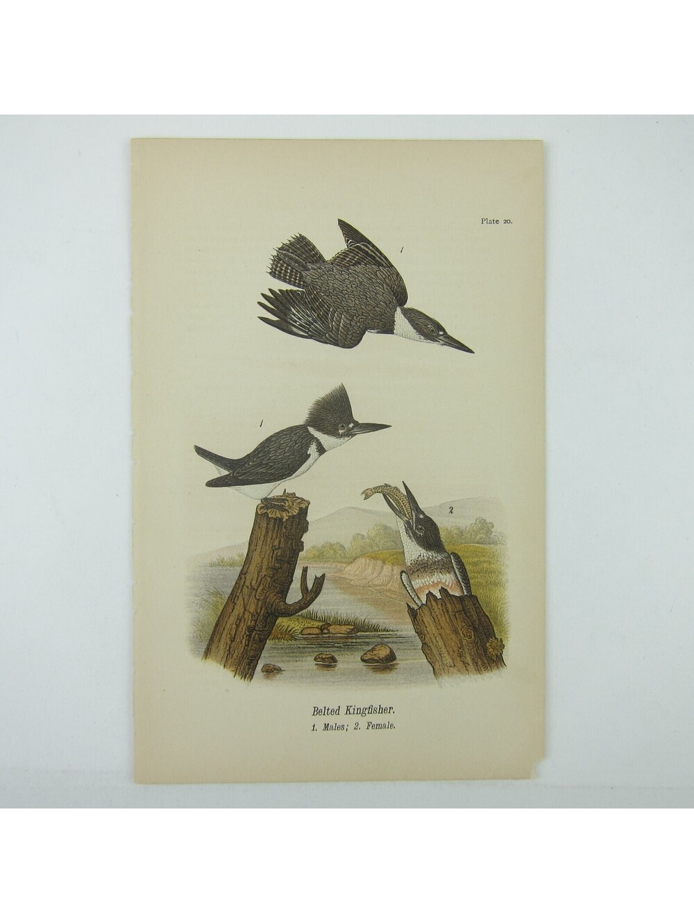 Bird Lithograph Print Belted Kingfisher after John James Audubon Antique 1890